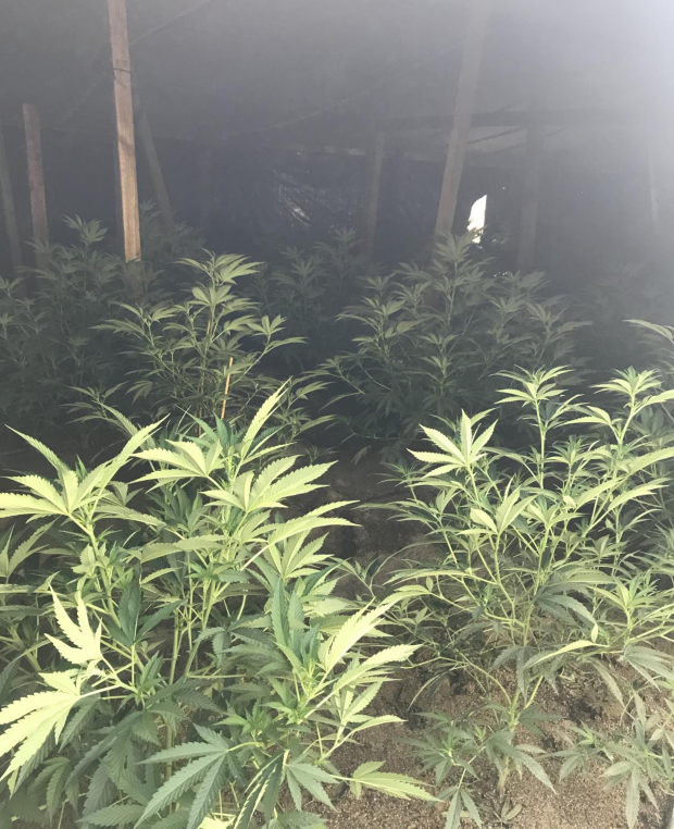 Marijuana grow 3 - Ceres PD 