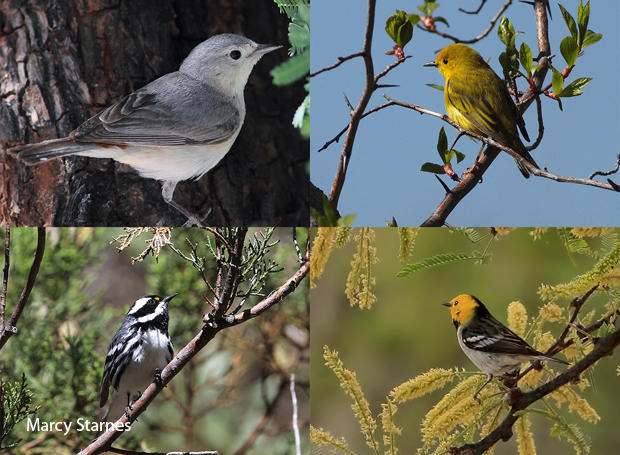 bird-species-lucys-warbler-female-yellow-warbler-black-throated-gray-warbler-hermit-warbler-marcy-starnes-620.jpg 