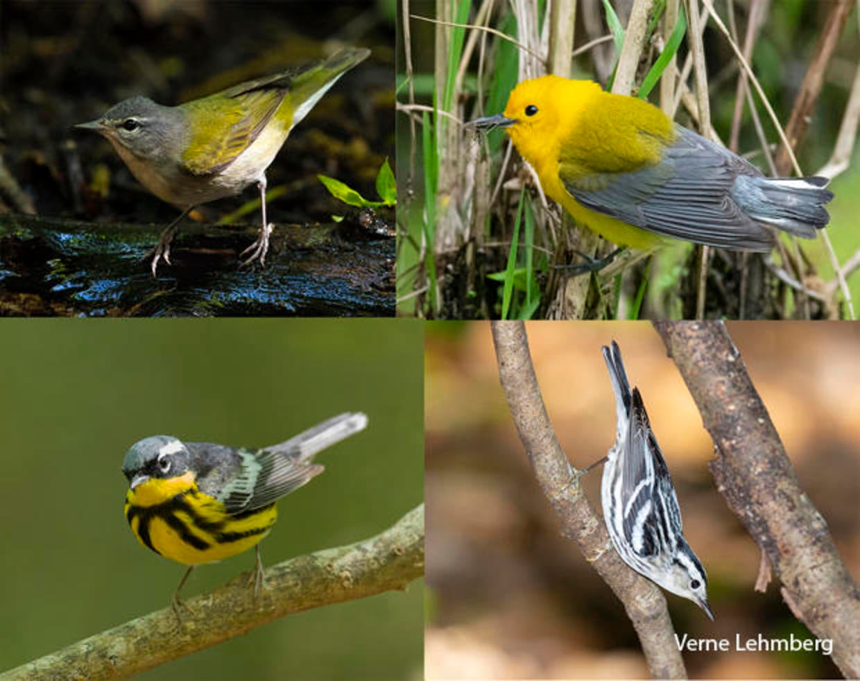 Nature up close: The massive decline of bird populations - CBS News