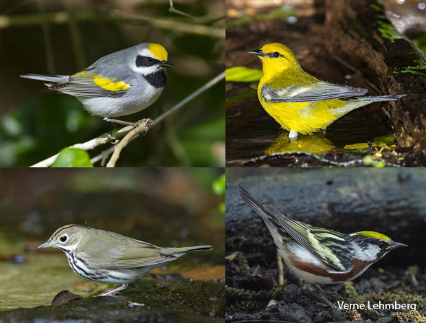 bird-species-golden-winged-warbler-blue-winged-warbler-ovenbird-chestnut-sided-warbler-verne-lehmberg-620.jpg 