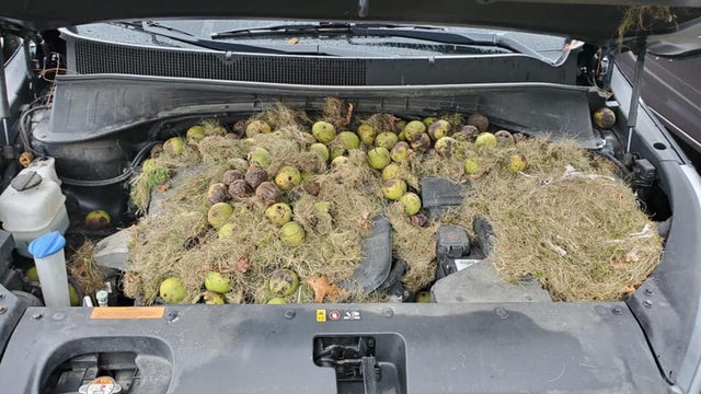walnutsunderhoodofcar.jpg 