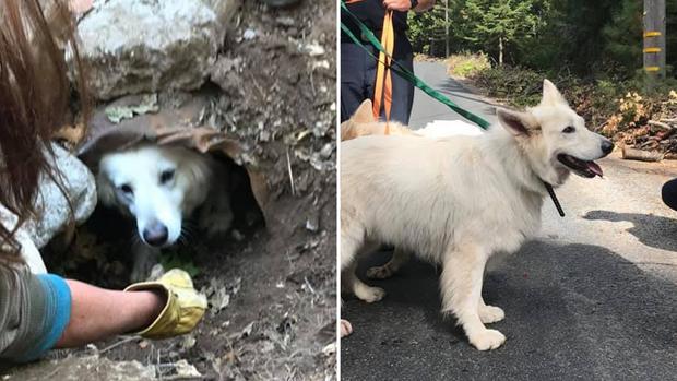 Dog coaxed out of pipe 
