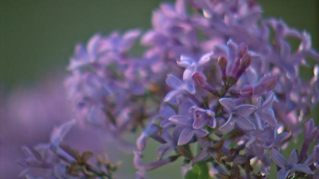 Lilacs-In-Fall.jpg 