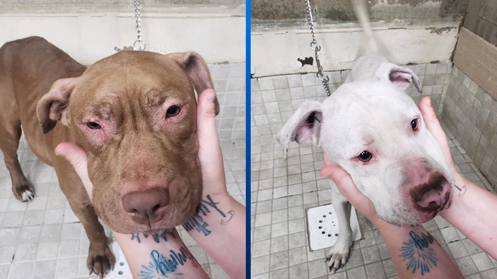 2 Emaciated Dogs Seized From Vandergrift Abandoned Home CBS Pittsburgh
