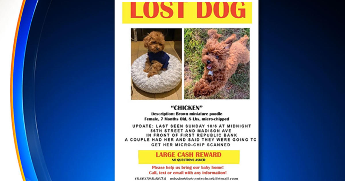 Chicken Is Back: Fashion Designer Tory Burch Reunited With Lost Dog - CBS  New York