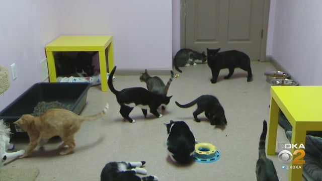 cats.jpg 
