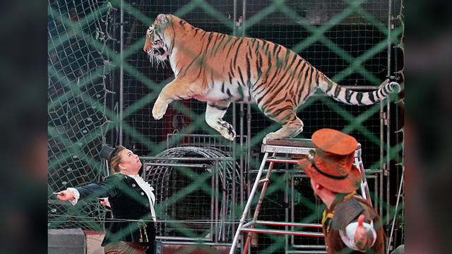 circus-animals.jpg 
