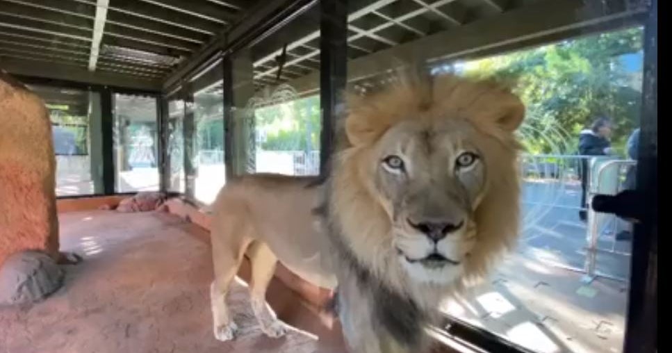 African Lions Return To Sacramento Zoo With Updated Habitat CBS