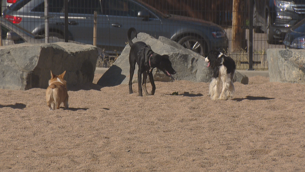 DENVER DOG PARKS 5PKG.transfer_frame_348