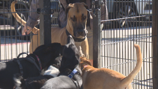 DENVER DOG PARKS 5PKG.transfer_frame_941 