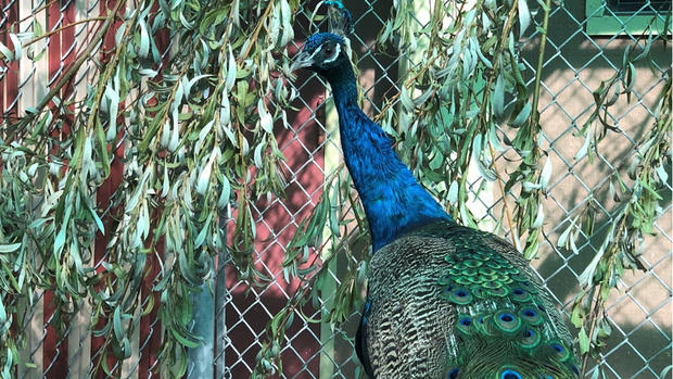 Peacock Peninsula Humane Society 