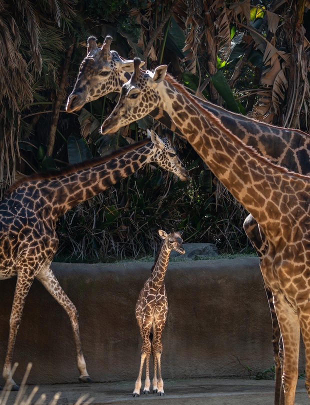 Female Masai giraffe calf with herd, Photo by Jamie Pham 
