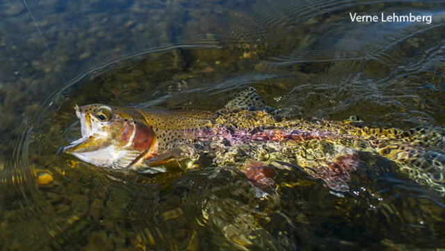 Embrace nature's beauty with this men's all-over rainbow trout