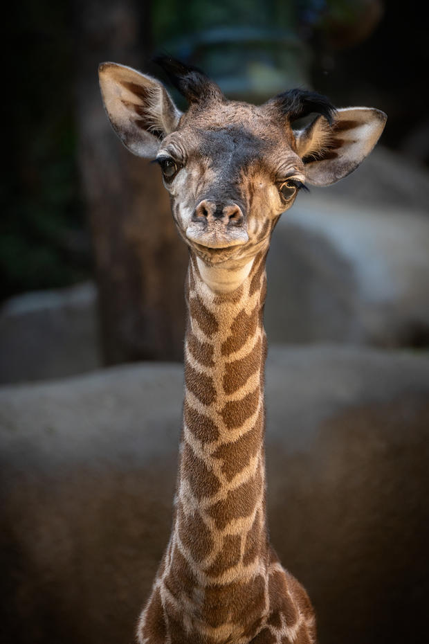 Female Masai giraffe calf, Photo by Jamie Pham 