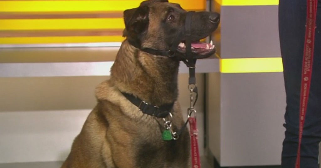 Pet Parade: Animal Rescue League Of Boston - CBS Boston Pet Parade: Animal Rescue League Of Boston - CBS Boston
