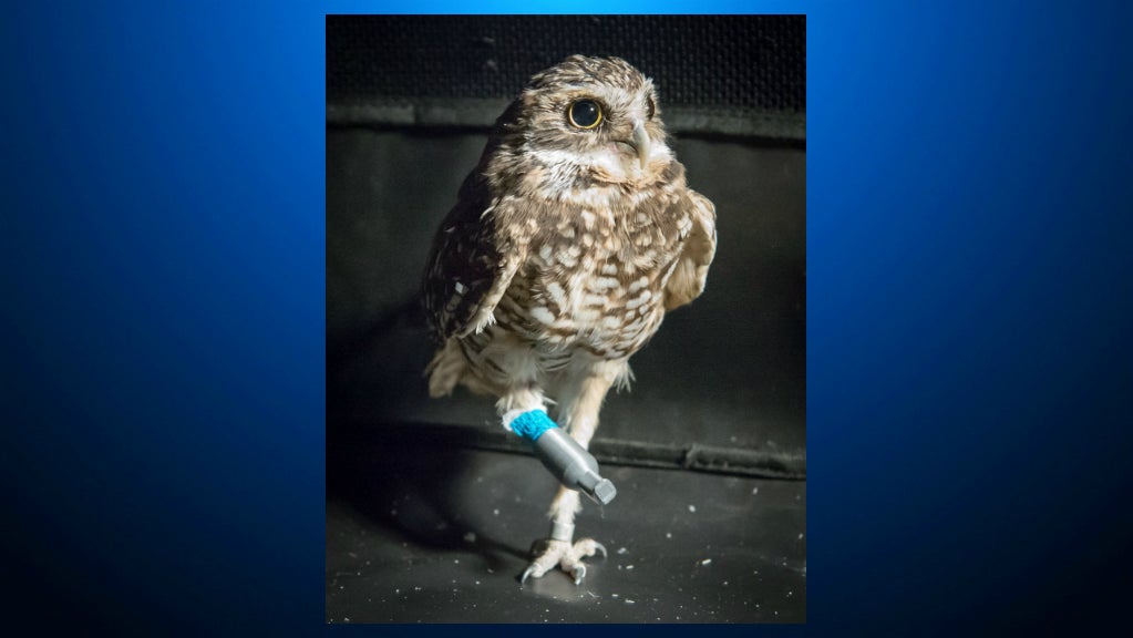 3D Printed Leg Designed To Help Injured Owl At Walnut Creek Animal