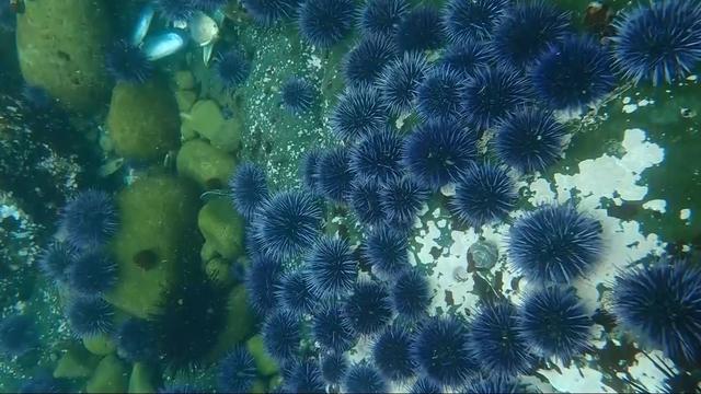 sea-urchins.jpg 