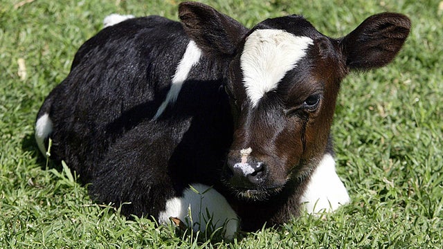 baby-cow.jpg 