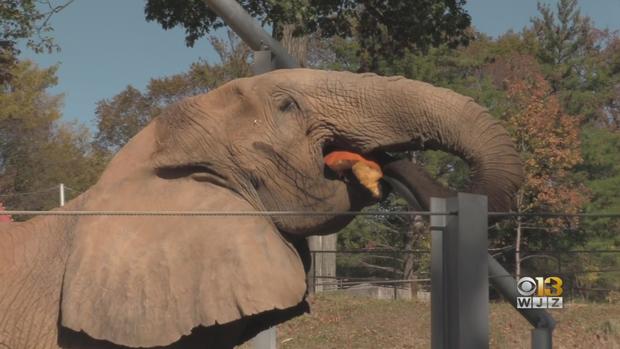 Elephant Pumpkin Smash 2019 Maryland Zoo 
