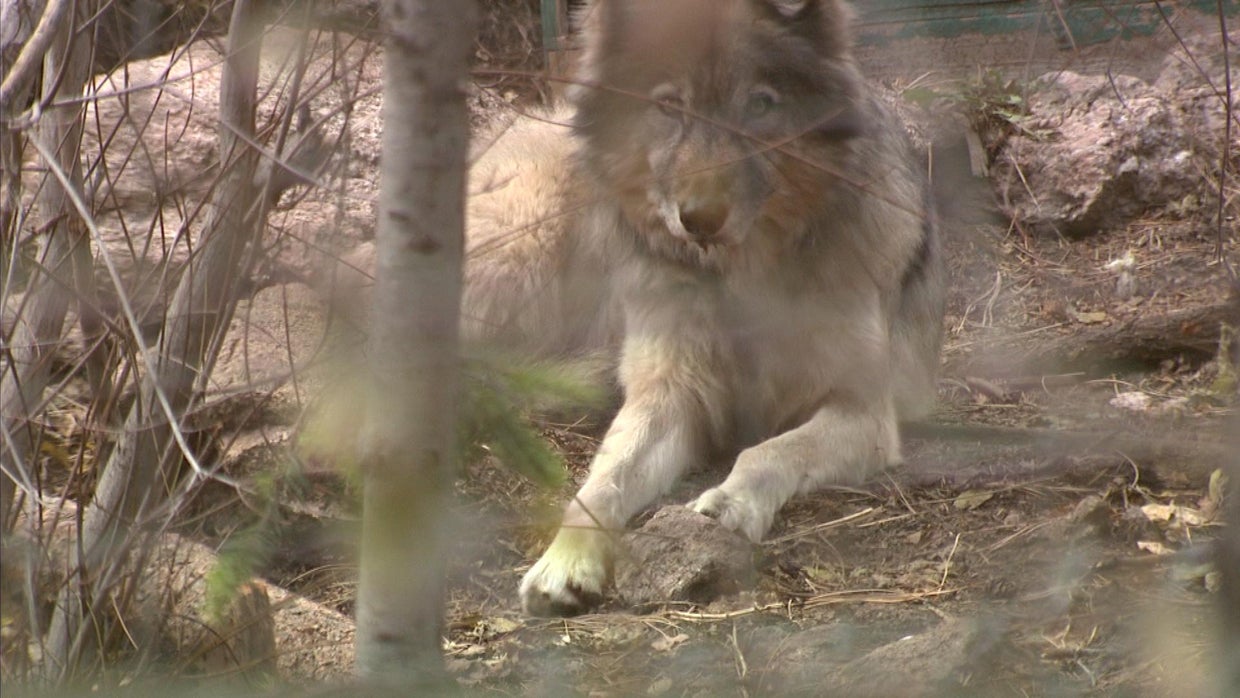 wolf reintroduction debate colorado (1) 