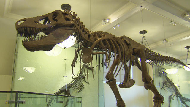 t-rex-skeleton-promo.jpg 