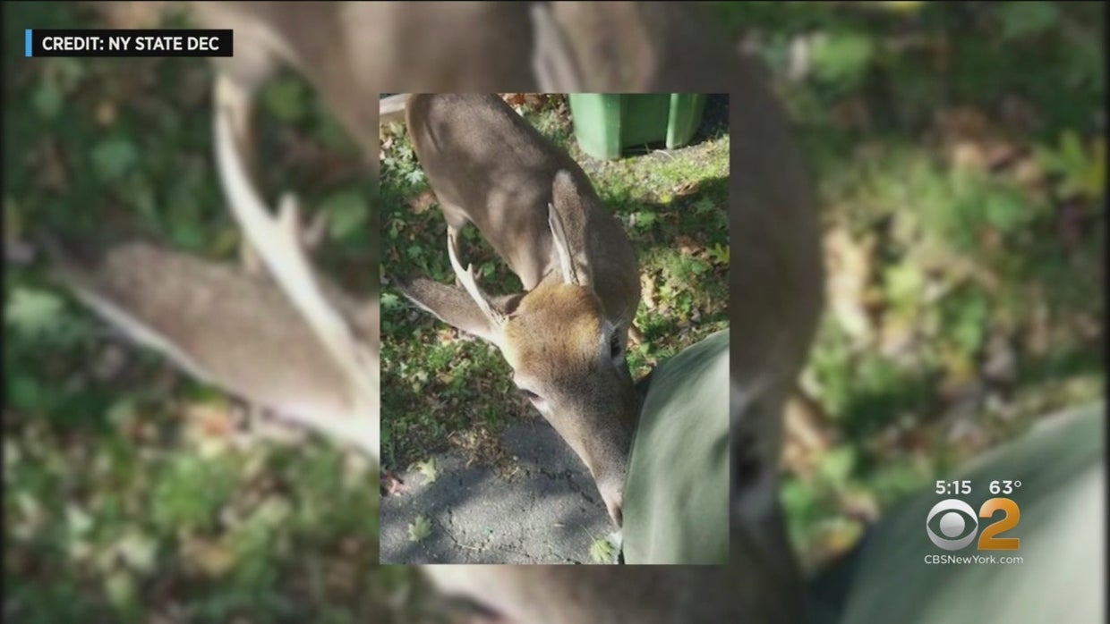 83-Year-Old Badly Injured In Unprovoked Deer Attack Outside His Long ...