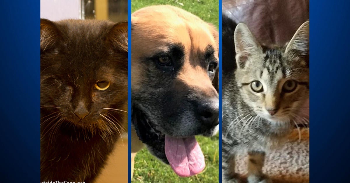 Furry Tails: Claire, Rufus And Polly & Wally Are Waiting For Forever ...