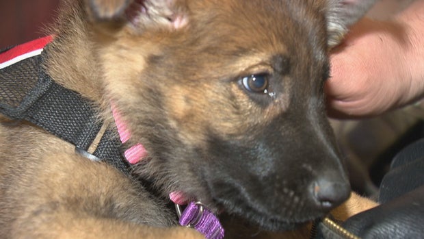 ROCKY MOUNTAIN DAWGS FUNDRAISER 10PKG_frame_1816