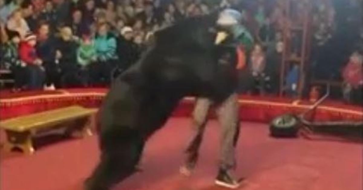 Bear attack in Russia on circus trainer caught on video showing no barrier  in front of horrified audience - CBS News