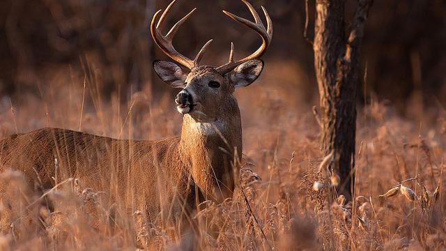 hunter-gored-by-deer.jpg 