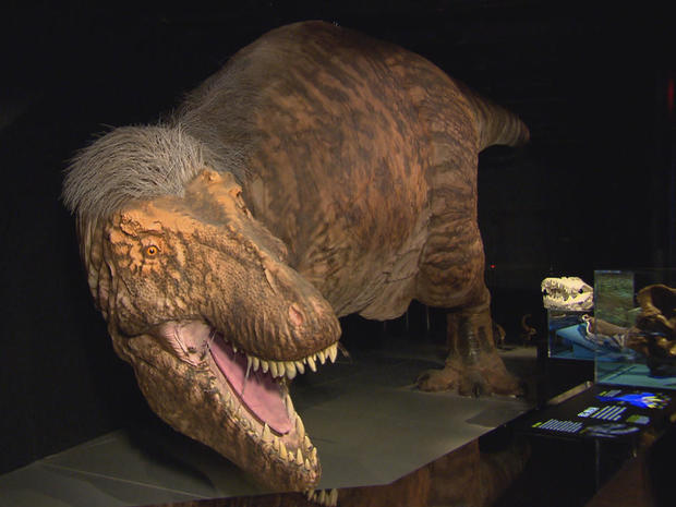 tyrannosaurus-rex-amnh-exhibit-promo.jpg 