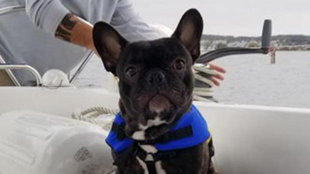 louis the frenchie 