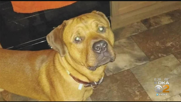 brutus dog found shot in westmoreland county 