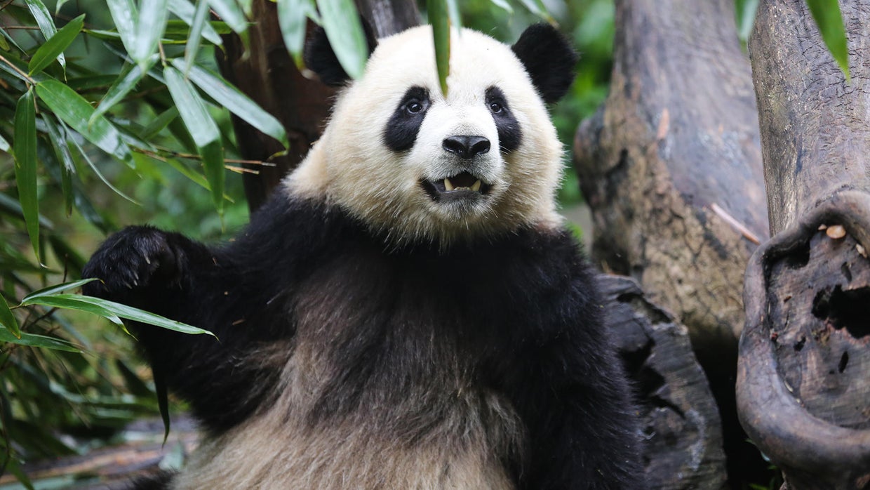 Giant pandas Saving the giant panda from extinction 60 Minutes CBS News