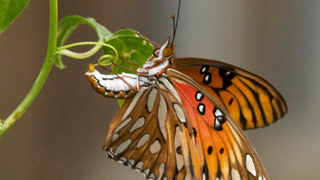 gulf-fritillary-butterfly-laying-egg-on-passionflower-vine-verne-lehmberg-promo.jpg 