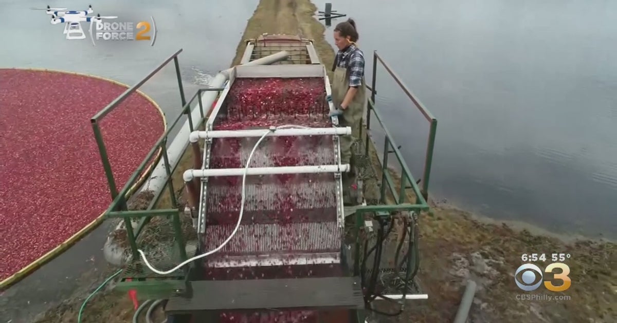 New Jersey Is ThirdLargest Cranberry Producer In Country CBS