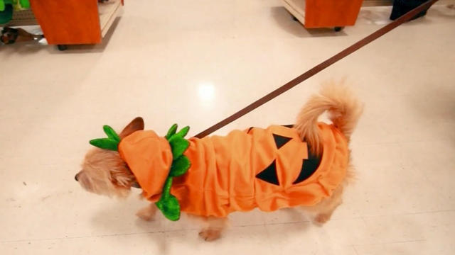 pumpkindog.jpg 