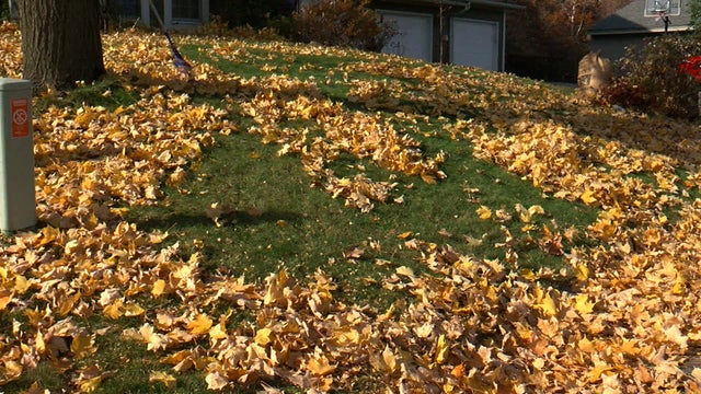 Fall-Yard-Leaves.jpg 