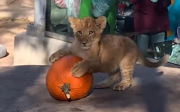 lion cub and pumpkin 
