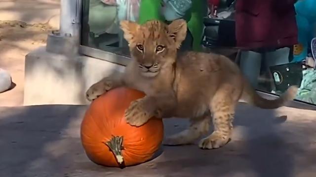lion-cub-and-pumpkin.jpg 