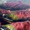 Saving the wild salmon