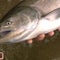 Fish Fuss Over Salmon