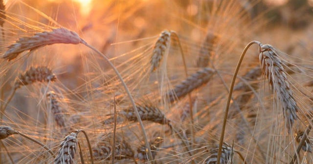 Preserving mankinds food source in the Arctic tundra