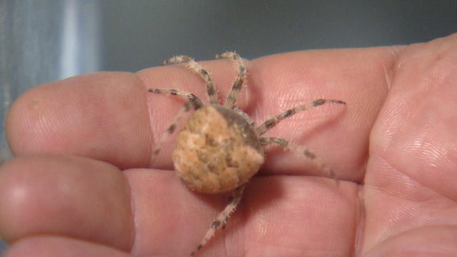 Cat-Faced Spider: The Hardworking Staff Member You Didn't Know