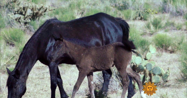 Nature: Horses