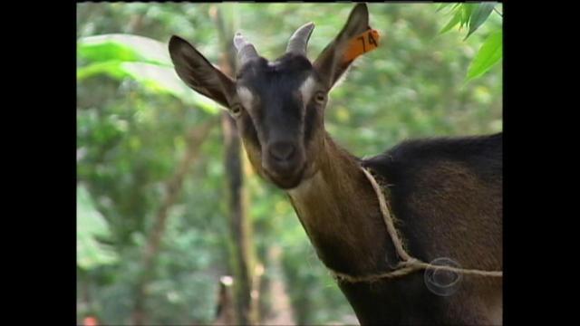 beatrices-goat-1-454488-640x360.jpg 