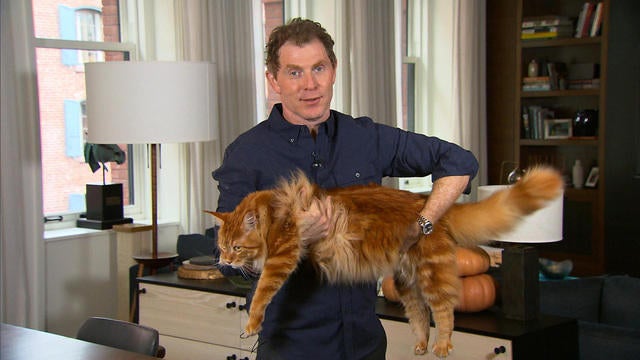 bobby-flay-cat-1263354-640x360.jpg 