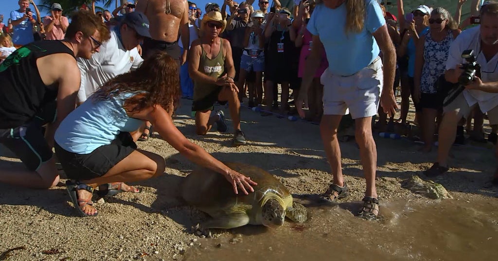 Sea Turtle Injured By Spear Has Recovered, Released Into Ocean Off Key ...
