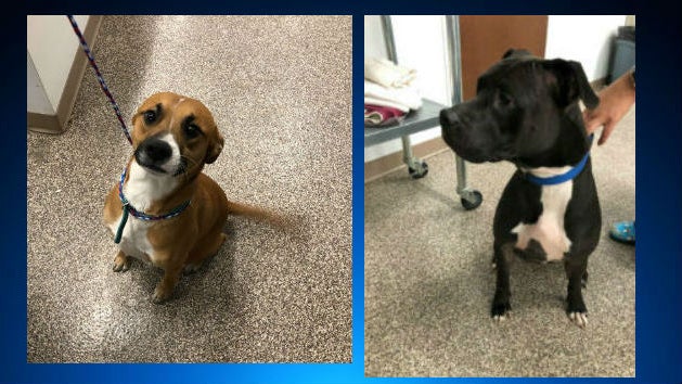 1103dogsfound.jpg 