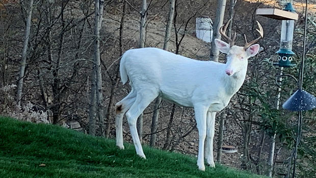ohio township albino deer 